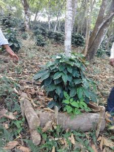 boxes help preserve topsoil on new trees_zihua